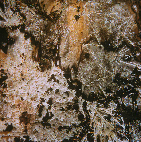 Martin Martinček – Umenie umierajúcich stromov IX. 