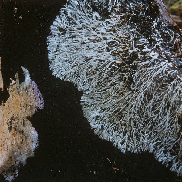 Martin Martinček – Tajomstvo hory VI. Kozorožec 