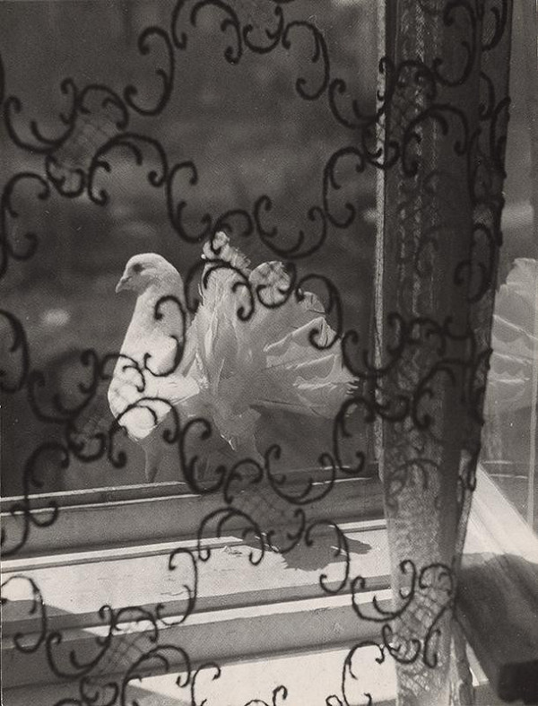 Martin Martinček – Holubica I. 