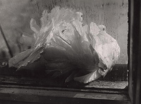 Martin Martinček – Holubica III. 