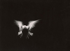 Martin Martinček – Holubica IV. 