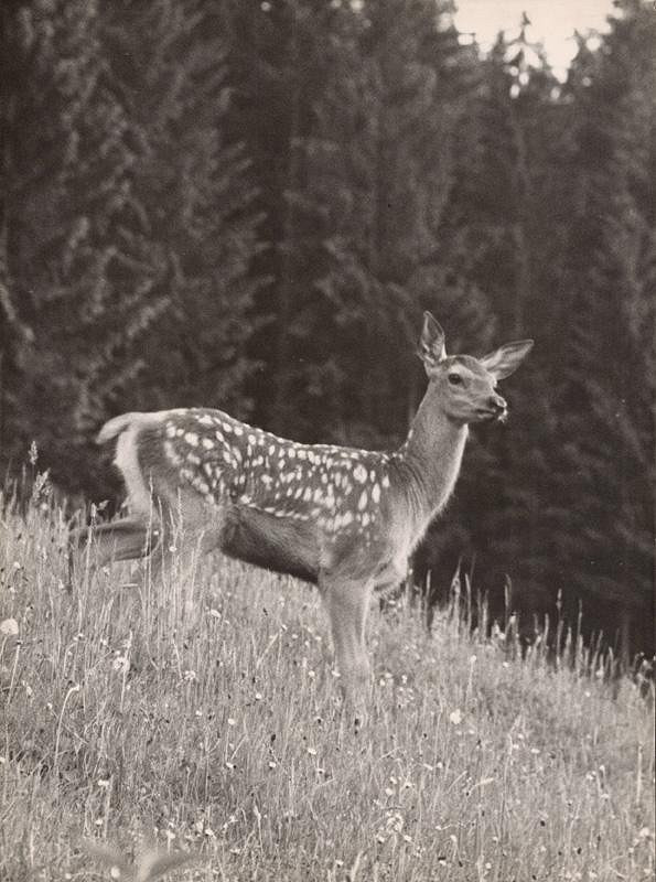 Martin Martinček – Jelenok II. 