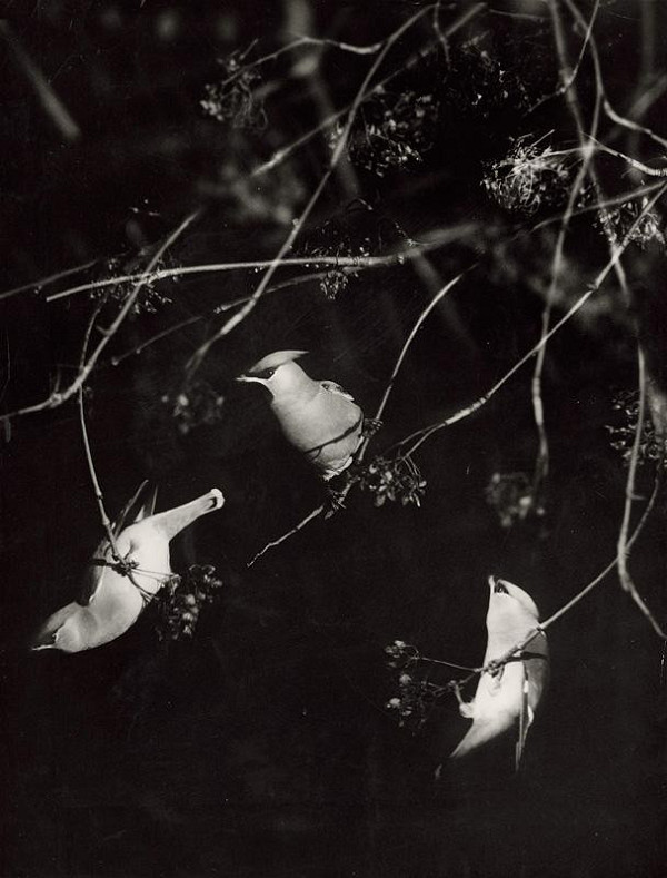 Martin Martinček – Vtáci I. 