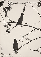 Martin Martinček – Vtáci III. 