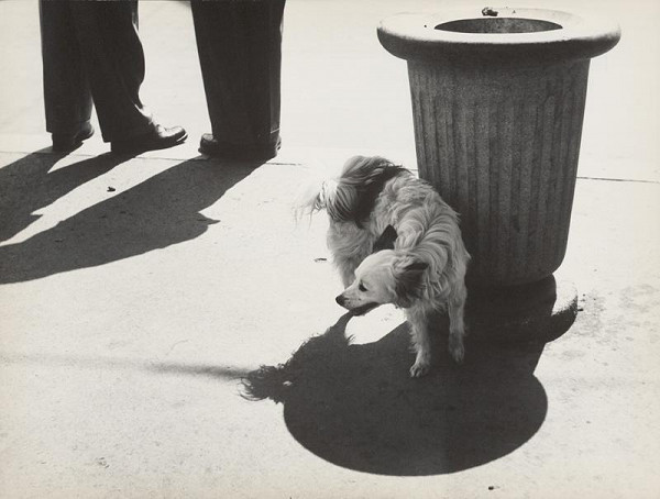 Ivan Kozáček – Psí život - psie starosti ... 