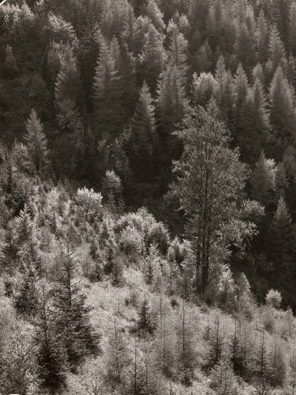 Martin Martinček – Jesenný les 