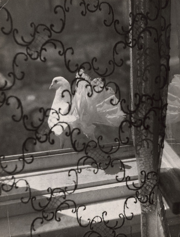 Martin Martinček – Holubica 