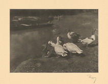 Ladislav Rozman – Husi 