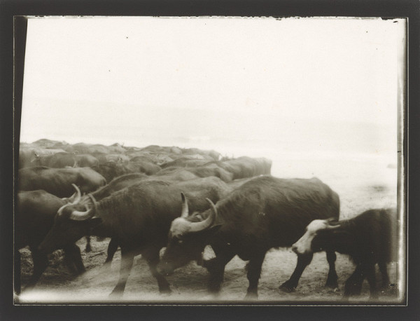 Marie Zavadilová – Cesty 