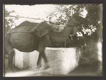 Marie Zavadilová – Cesty 