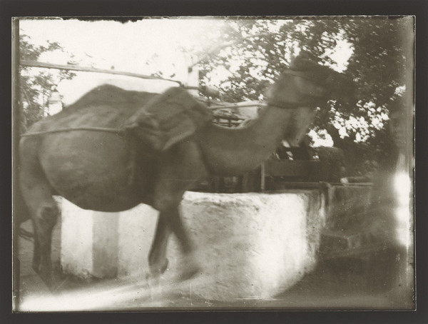 Marie Zavadilová – Cesty