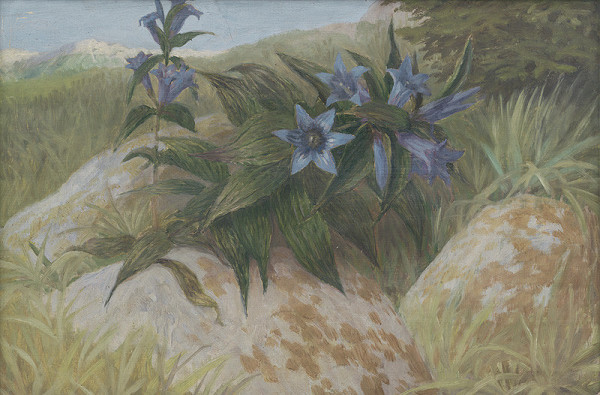 Vít Skála – Tatranské enciány 